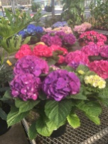 Grammy wanted ALL the hydrangea!